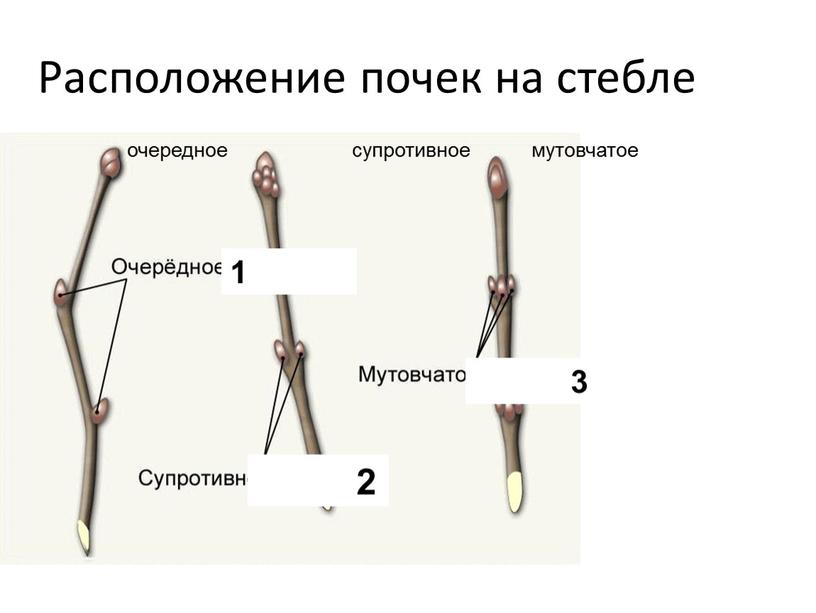 Расположение почек на стебле 1 2 3 очередное супротивное мутовчатое