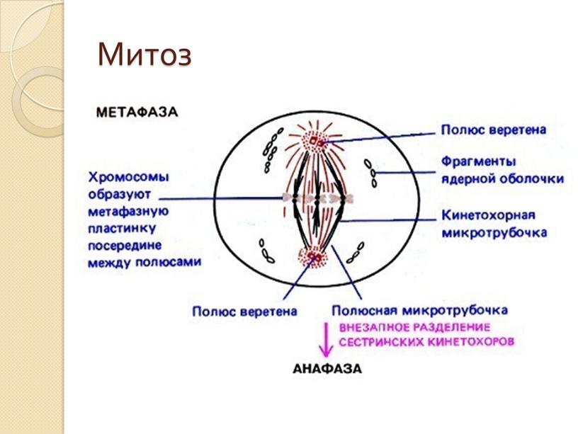 Митоз