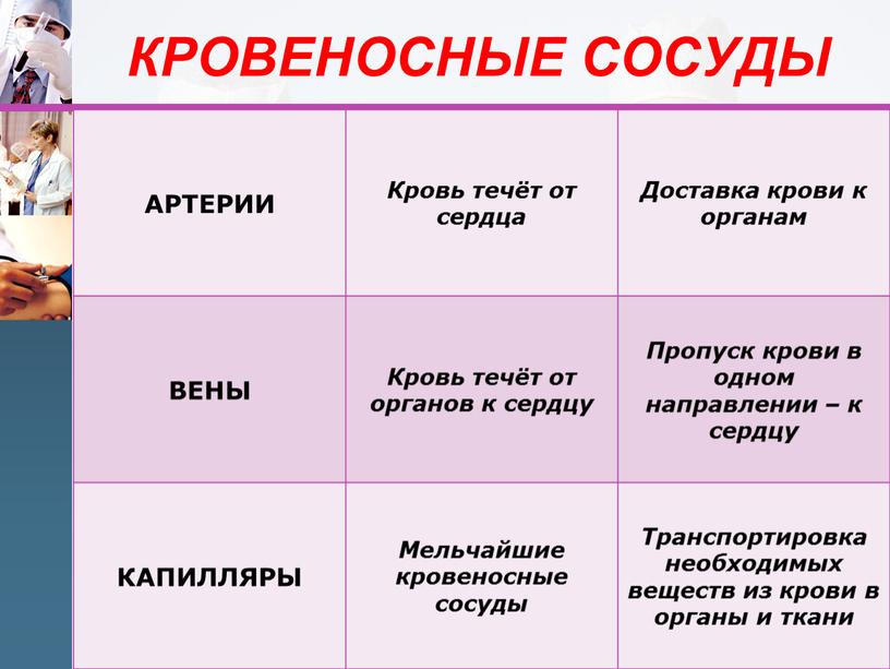 КРОВЕНОСНЫЕ СОСУДЫ АРТЕРИИ Кровь течёт от сердца