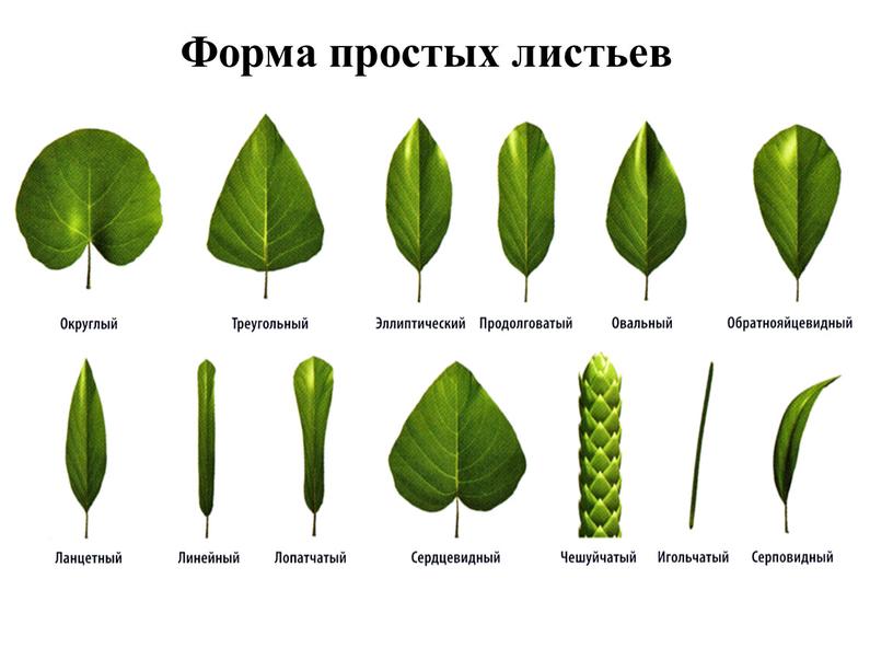 Форма простых листьев