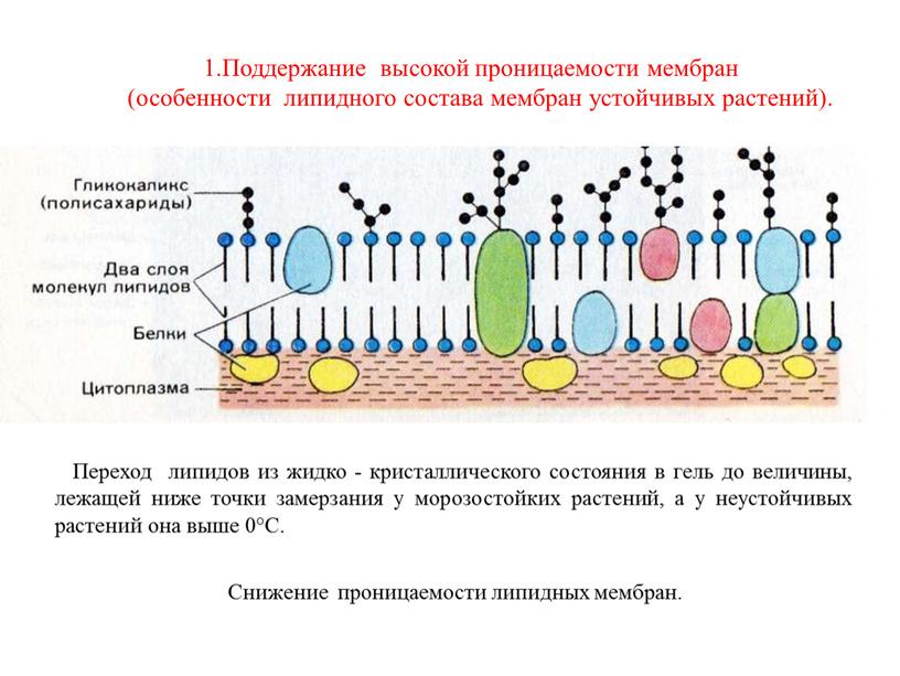 Поддержание высокой проницаемости мембран (особенности липидного состава мембран устойчивых растений)