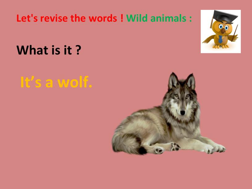 Let's revise the words ! Wild animals :