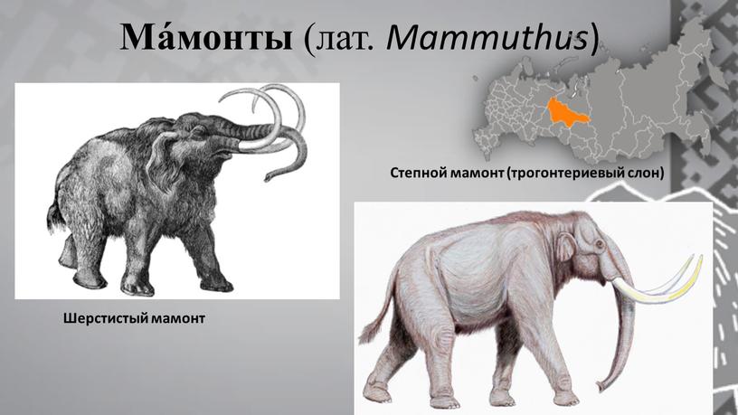 Ма́монты (лат. Mammuthus ) Шерстистый мамонт