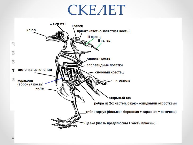 СКЕЛЕТ