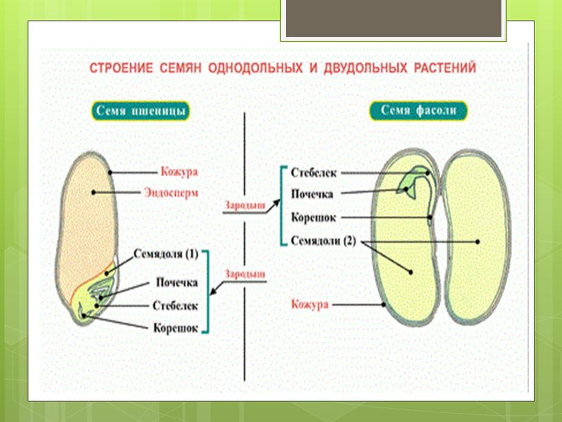 Покрытосеменные растения.