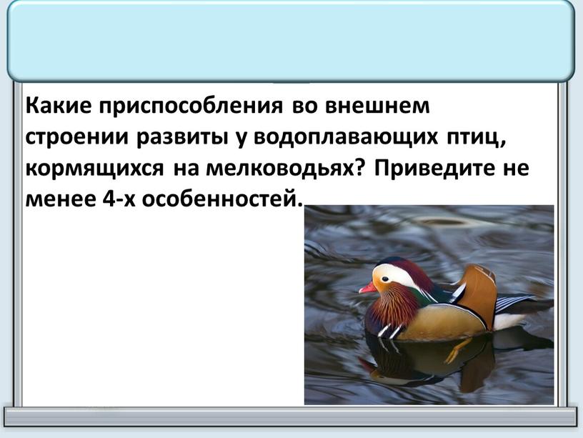 Какие приспособления во внешнем строении развиты у водоплавающих птиц, кормящихся на мелководьях?