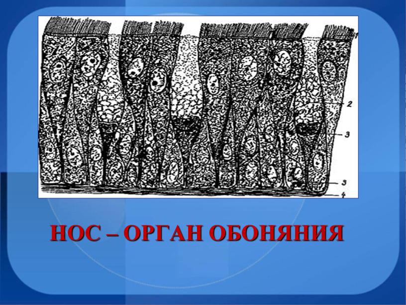 НОС – ОРГАН ОБОНЯНИЯ