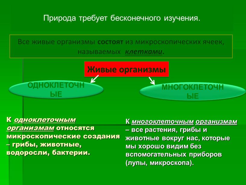 К одноклеточным организмам относятся микроскопические создания – грибы, животные, водоросли, бактерии