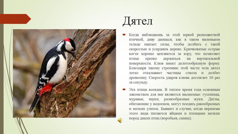 Дятел Когда наблюдаешь за этой юркой разноцветной птичкой, диву даешься, как в таком маленьком тельце хватает силы, чтобы долбить с такой скоростью и усердием дерево