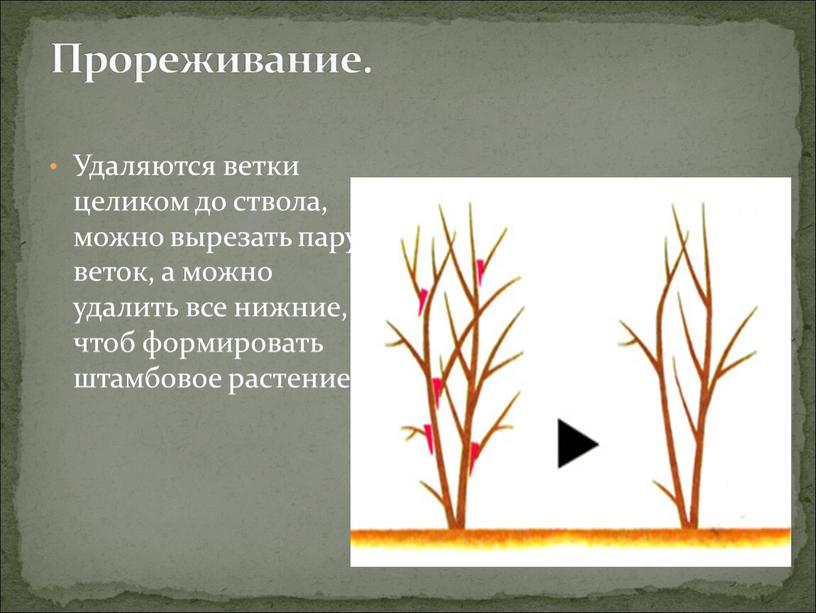 Удаленные ветки. Прореживание растений. Прореживание изображения. Схема прореживания. Обрезка с прореживанием.