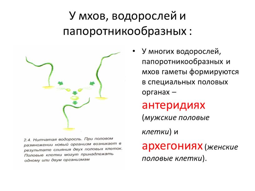 У мхов, водорослей и папоротникообразных :