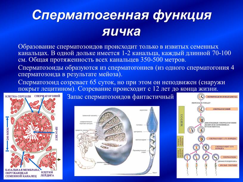 Сперматогенная функция яичка Образование сперматозоидов происходит только в извитых семенных канальцах