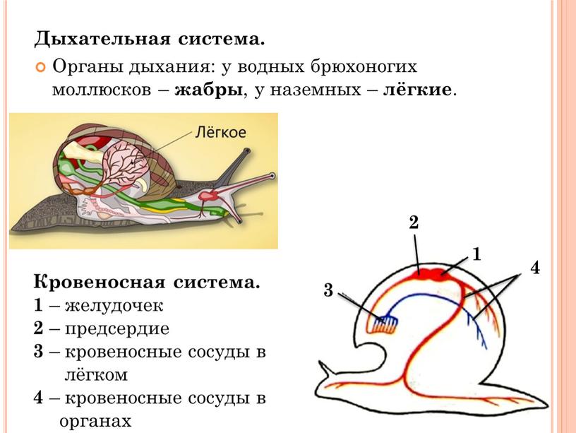 Дыхательная система. Органы дыхания: у водных брюхоногих моллюсков – жабры , у наземных – лёгкие
