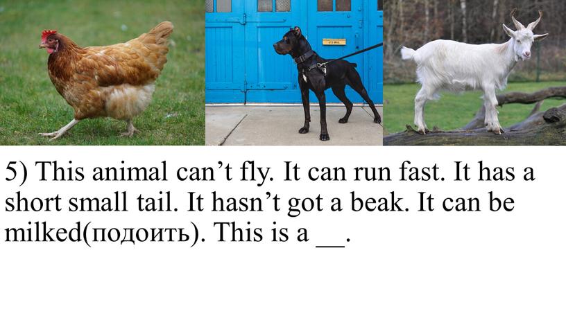 This animal can’t fly. It can run fast