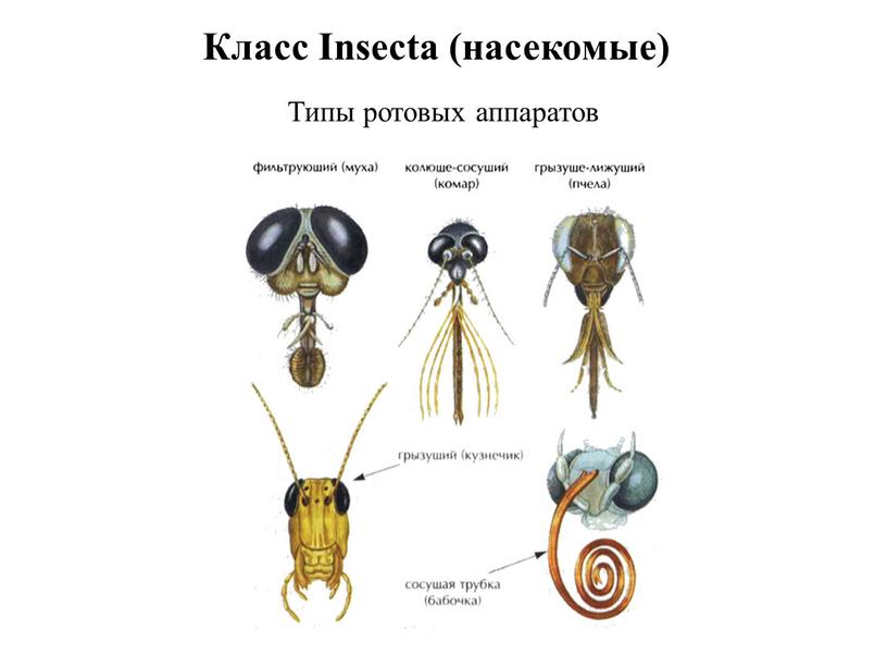 Класс Insecta (насекомые) Типы ротовых аппаратов