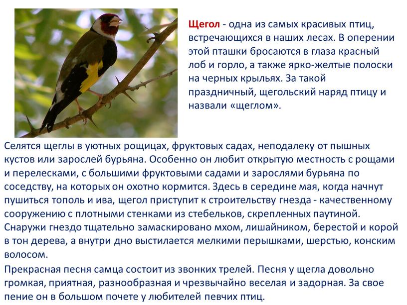 Щегол - одна из самых красивых птиц, встречающихся в наших лесах