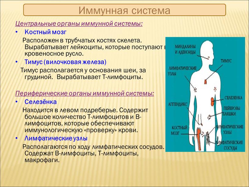 Иммунная система Центральные органы иммунной системы: