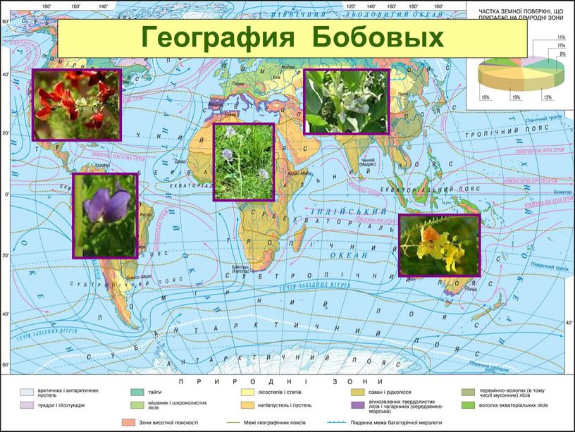 География Бобовых