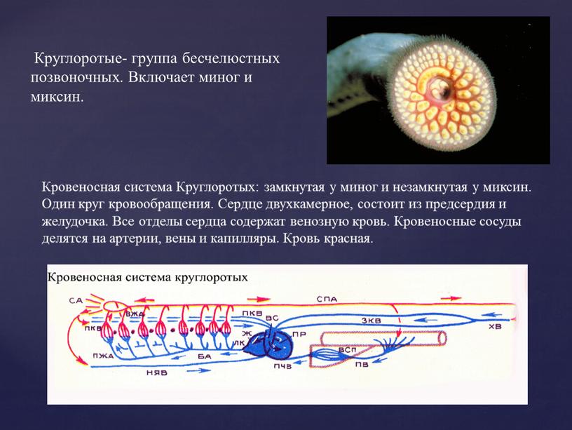 Круглоротые- группа бесчелюстных позвоночных