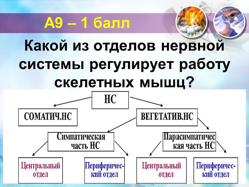 А9 – 1 балл Какой из отделов нервной системы регулирует работу скелетных мышц?