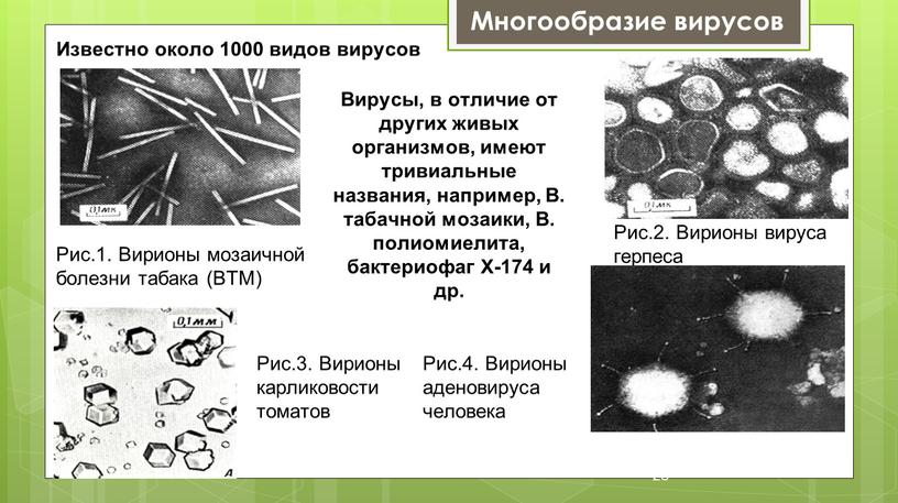 Многообразие вирусов Рис.1. Вирионы мозаичной болезни табака (ВТМ)