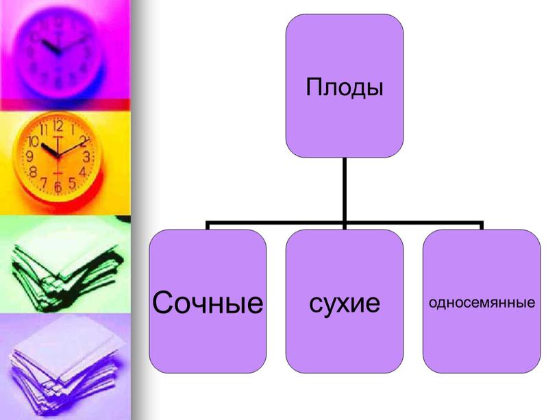 Презентация по биологии  к урку по теме: "Плоды".