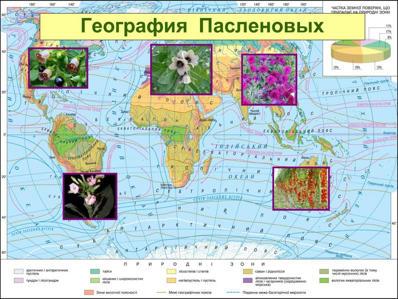 География Пасленовых