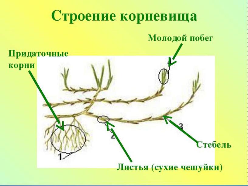 Презентация по биологии 6 класс "Видоизменения побегов