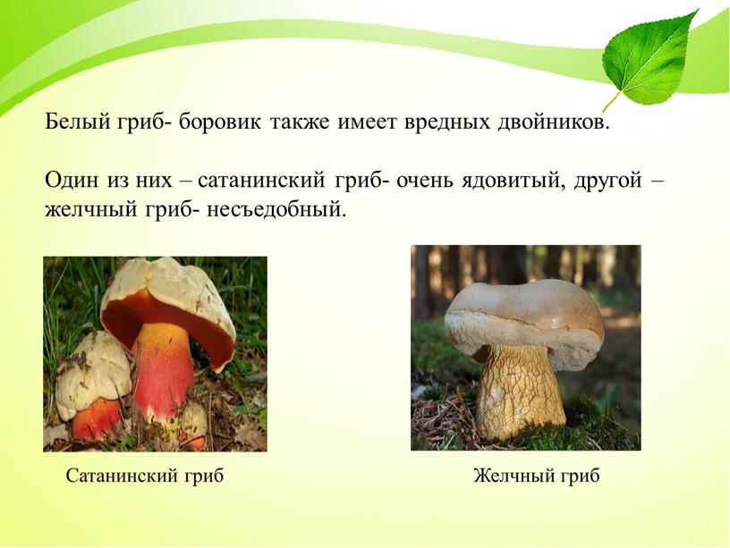 Белый гриб- боровик также имеет вредных двойников