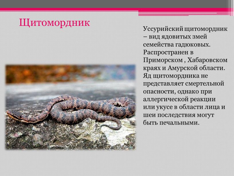 Щитомордник Уссурийский щитомордник – вид ядовитых змей семейства гадюковых