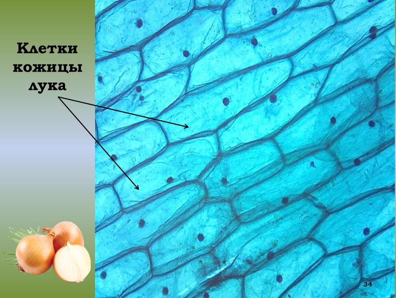 Клетки кожицы лука 34