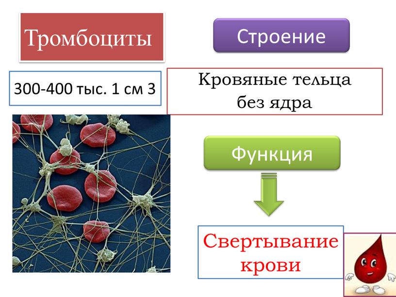 Тромбоциты Кровяные тельца без ядра