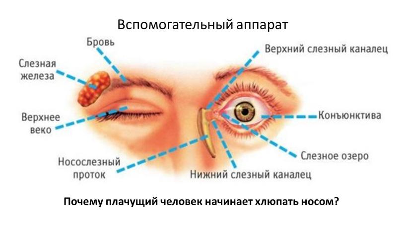 Вспомогательный аппарат Почему плачущий человек начинает хлюпать носом?