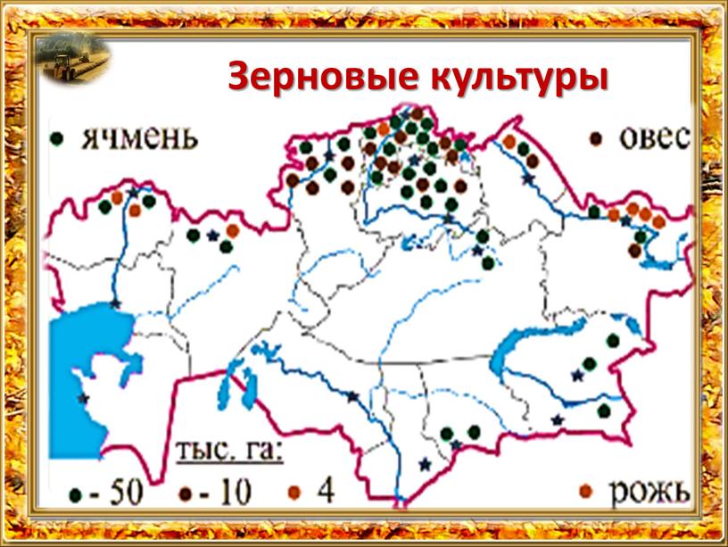 Зерновые культуры