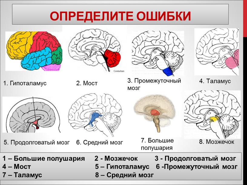 Определите ошибки 1. Гипоталамус 2