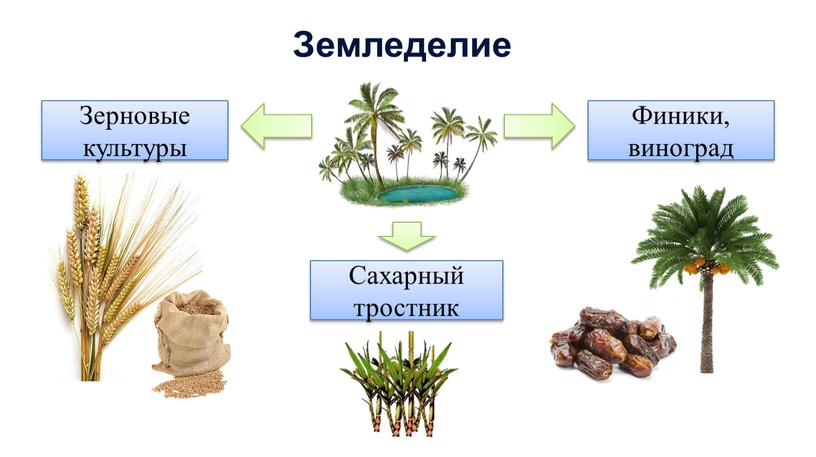 Земледелие Финики, виноград Зерновые культуры