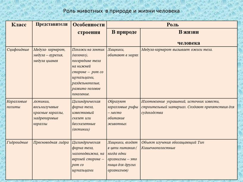 Класс Представители Особенности строения