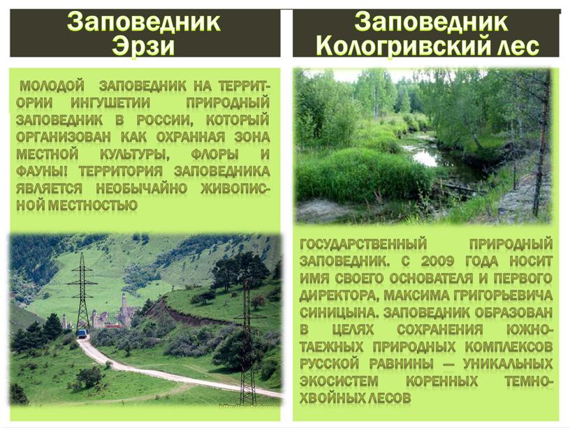 Заповедник Кологривский лес Заповедник