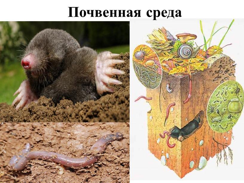 Почвенная среда