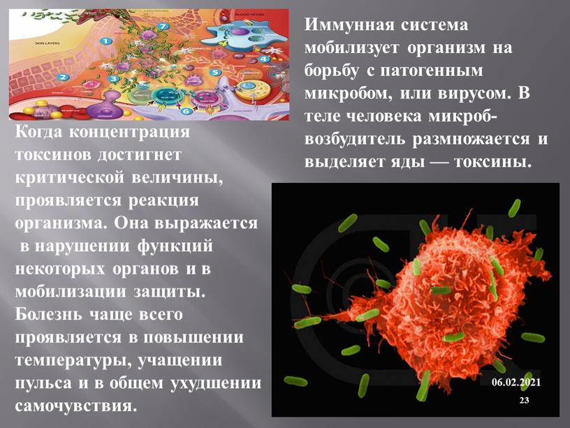 Иммунная система мобилизует организм на борьбу с патогенным микробом, или вирусом