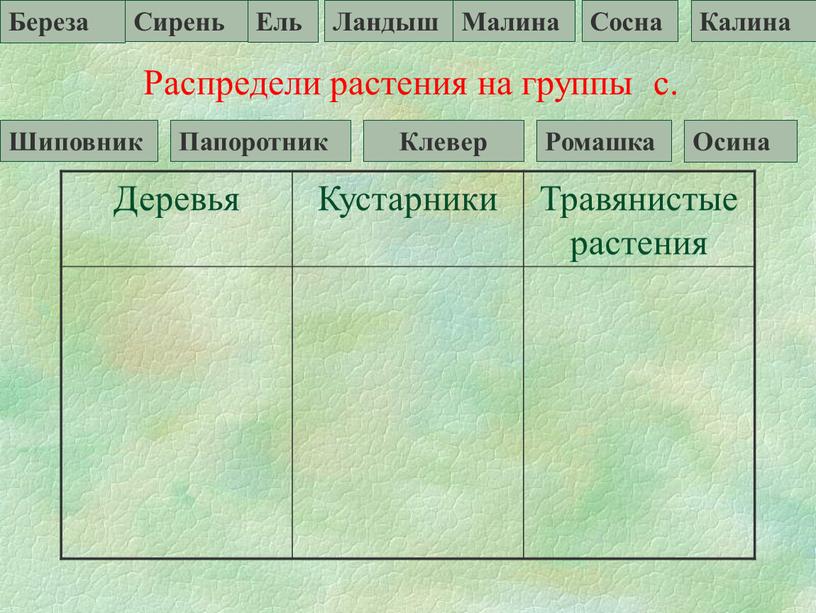 Распредели растения на группы с