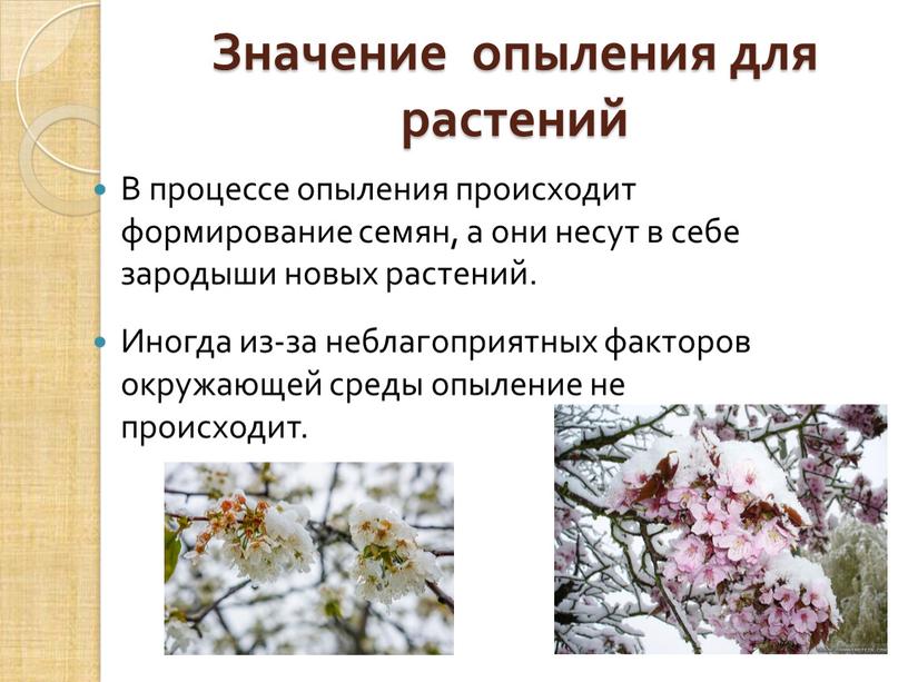 Значение опыления для растений