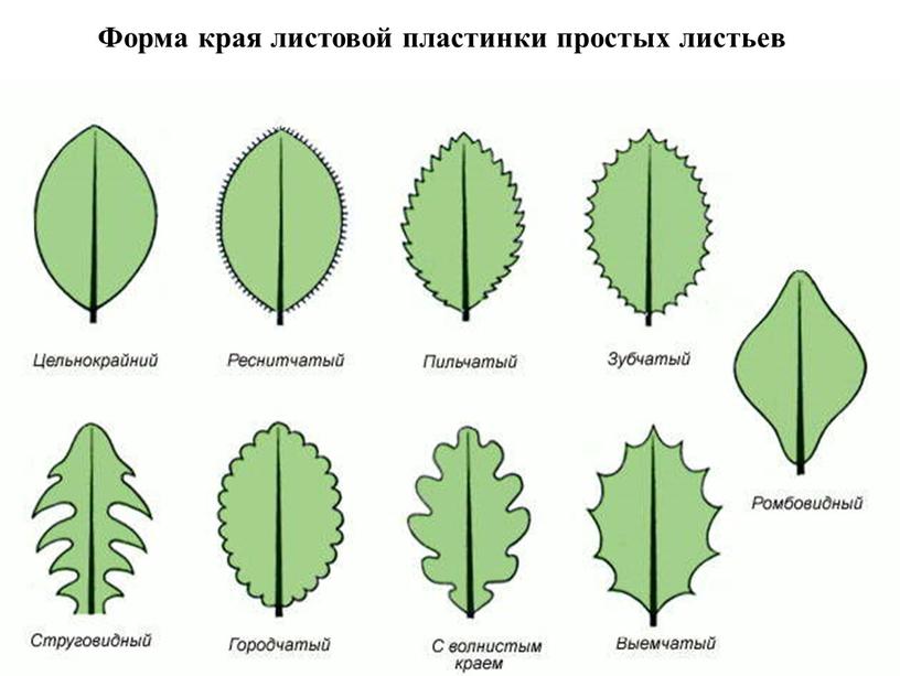 Форма края листовой пластинки простых листьев