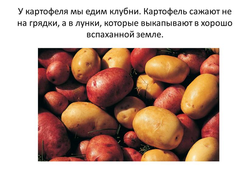 У картофеля мы едим клубни. Картофель сажают не на грядки, а в лунки, которые выкапывают в хорошо вспаханной земле
