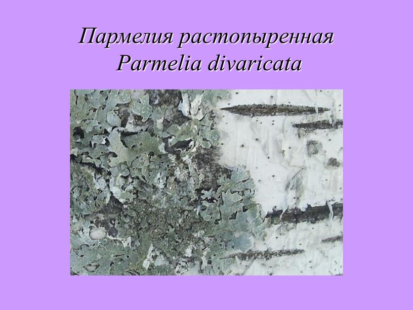 Пармелия растопыренная Parmelia divaricata