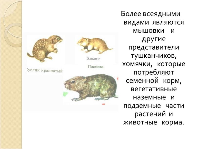 Более всеядными видами являются мышовки и другие представители тушканчиков, хомячки, которые потребляют семенной корм, вегетативные наземные и подземные части растений и животные корма