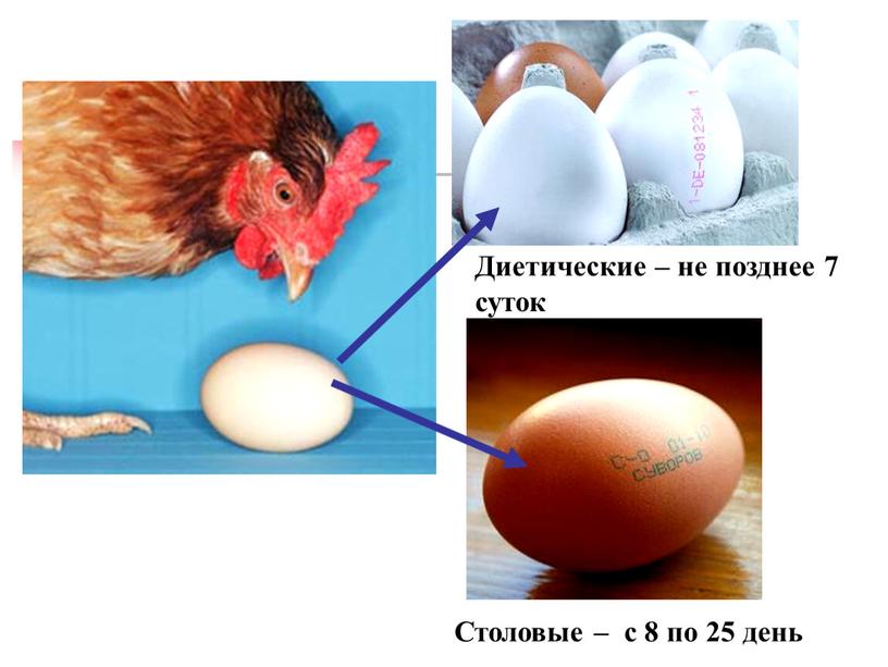 Столовые – с 8 по 25 день Диетические – не позднее 7 суток