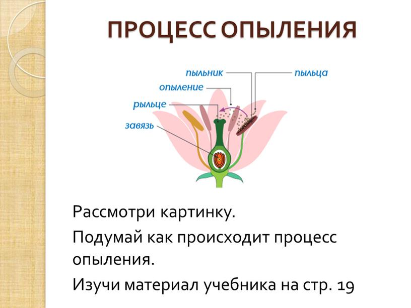 ПРОЦЕСС ОПЫЛЕНИЯ Рассмотри картинку