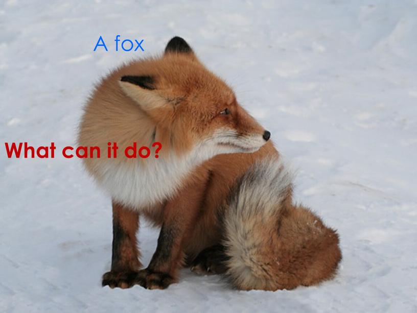 A fox What can it do?