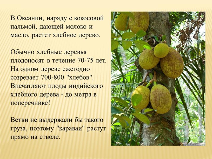 В Океании, наряду с кокосовой пальмой, дающей молоко и масло, растет хлебное дерево